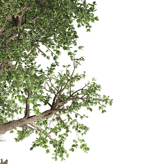 White Alder Tree: Native Beauty 3D model image 4