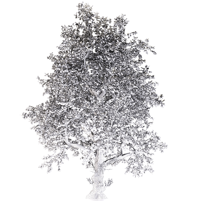 White Alder Tree: Native Beauty 3D model image 5