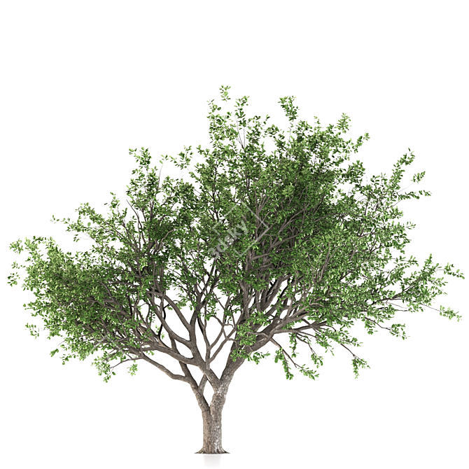 Tang Dynasty Loquat Tree 3D model image 3