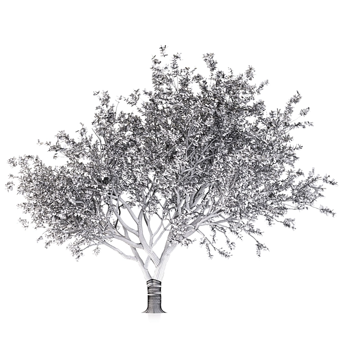 Tang Dynasty Loquat Tree 3D model image 4