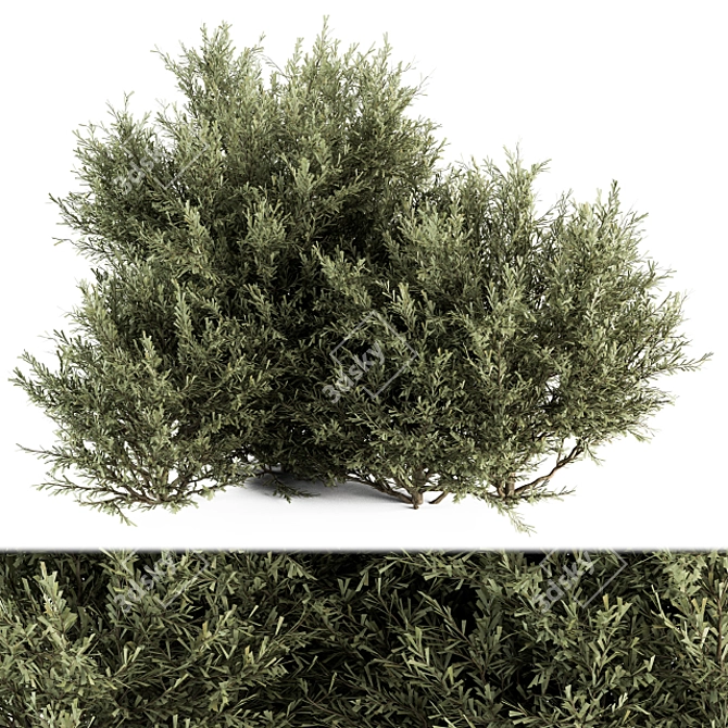 Prickly Evergreen Foliage - Set of 28 3D model image 1