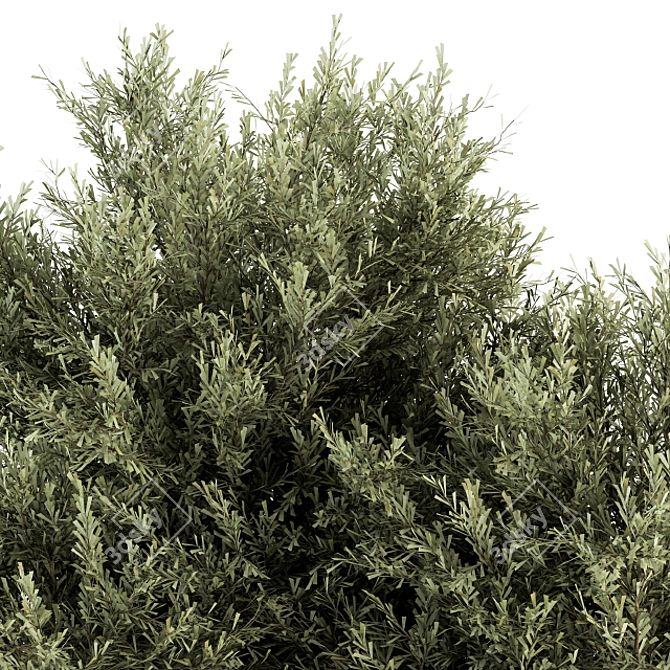 Prickly Evergreen Foliage - Set of 28 3D model image 2