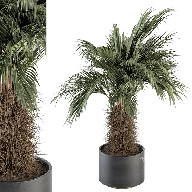 Tropical Delight: Palm Plant Set 3D model image 1