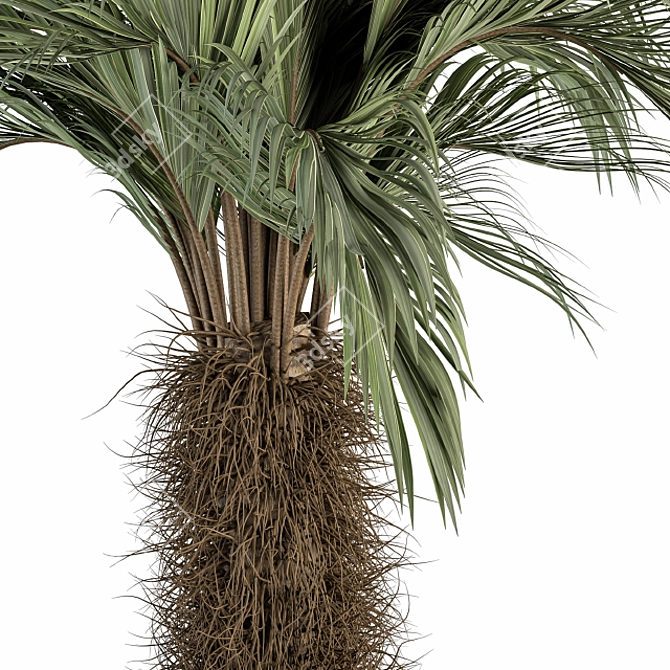 Tropical Delight: Palm Plant Set 3D model image 3