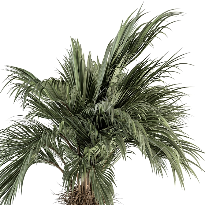 Tropical Delight: Palm Plant Set 3D model image 4