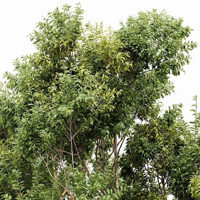 Sydney Blue Gum 2 Trees: High-Quality 3D Models 3D model image 2