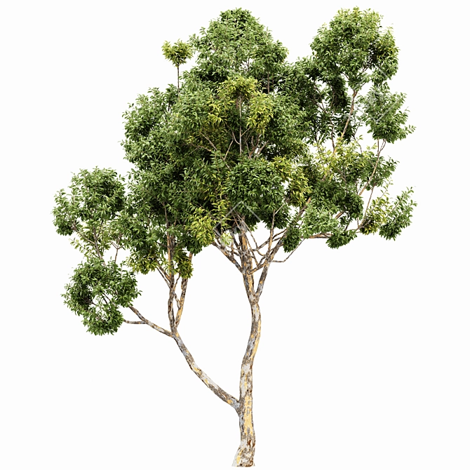 Sydney Blue Gum 2 Trees: High-Quality 3D Models 3D model image 3