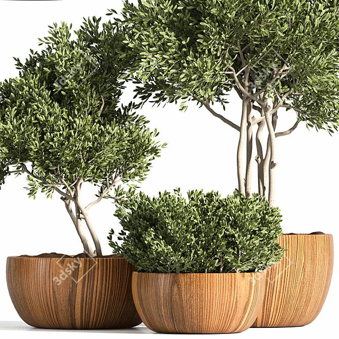 Rustic Trio: 3 Shrubs in Wooden Pot 3D model image 2