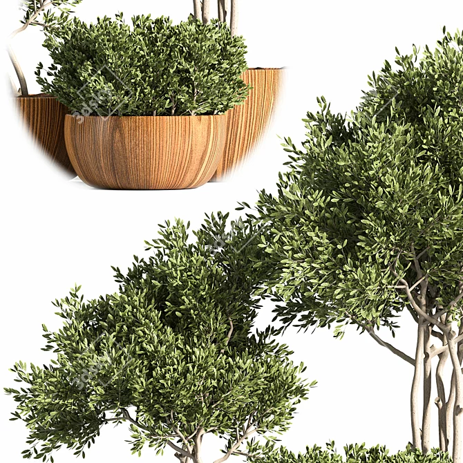 Rustic Trio: 3 Shrubs in Wooden Pot 3D model image 3