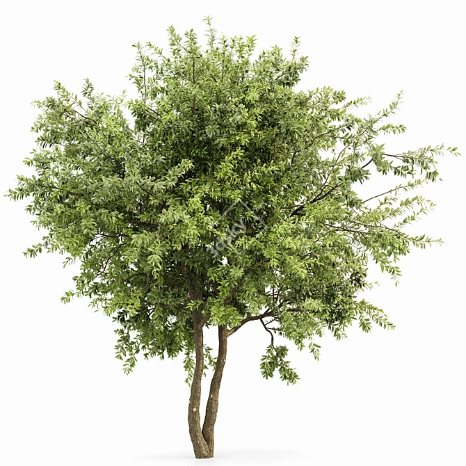 Water Gum Tree Duo - 3D Model 3D model image 3