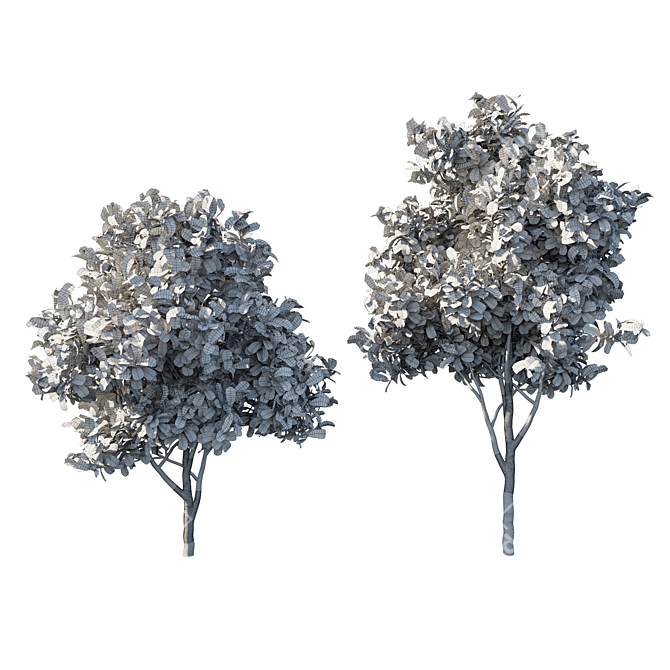 Premium Loquat Tree Model 3D model image 3