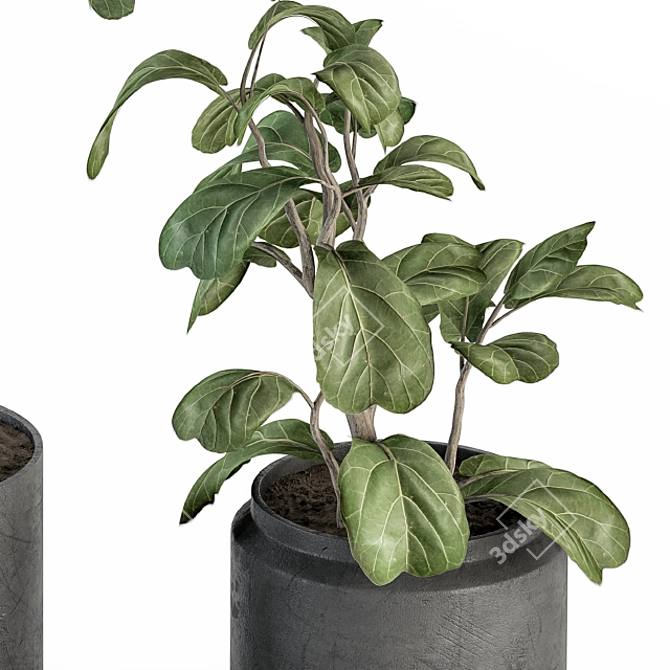 Potted Fiddle Leaf Fig Set 3D model image 2