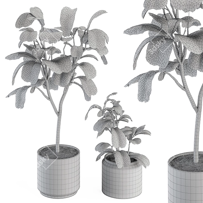 Potted Fiddle Leaf Fig Set 3D model image 5