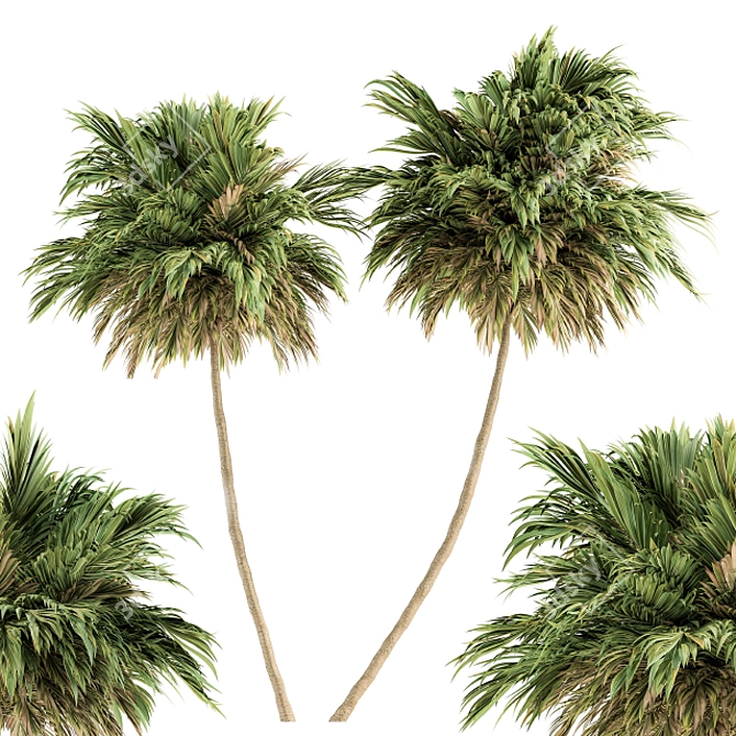 Lush Green Palm - Dual Size Set 3D model image 2