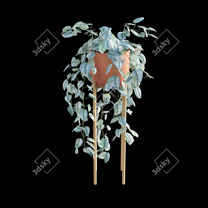 Tropical Charm: Scindapsus Pictus Satin Pothos 3D model image 6