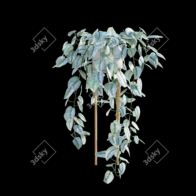 Tropical Charm: Scindapsus Pictus Satin Pothos 3D model image 7