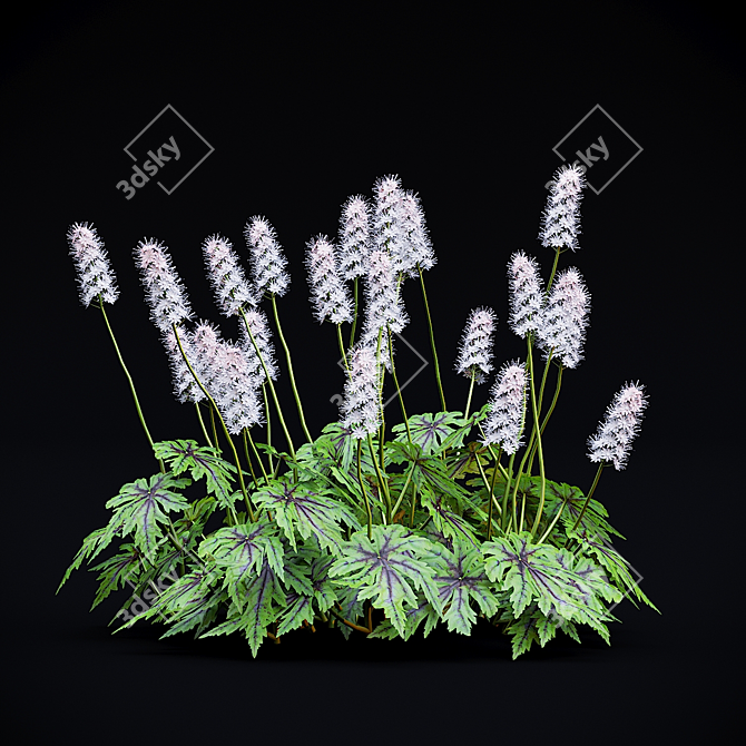 Tiarella cordifolia Flowers | High-quality 3D Model 3D model image 7