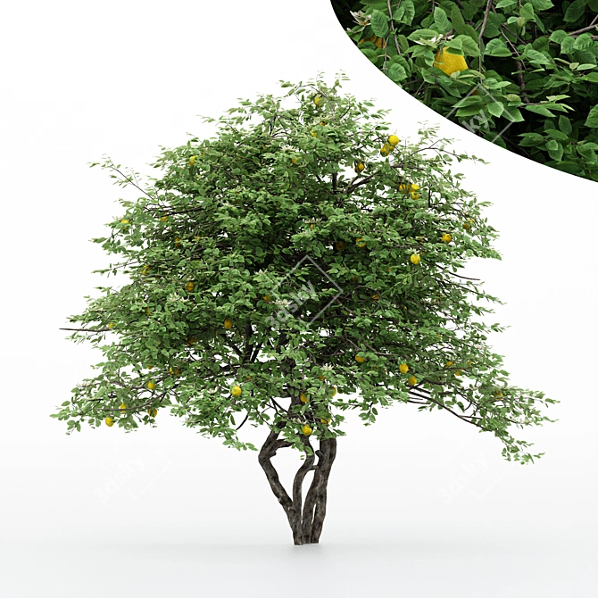 5 Different Lemon Tree Models 3D model image 1