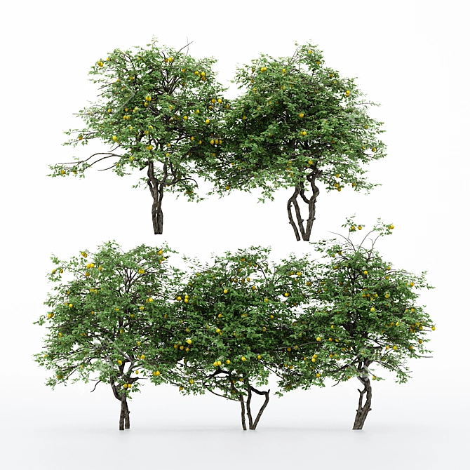 5 Different Lemon Tree Models 3D model image 2