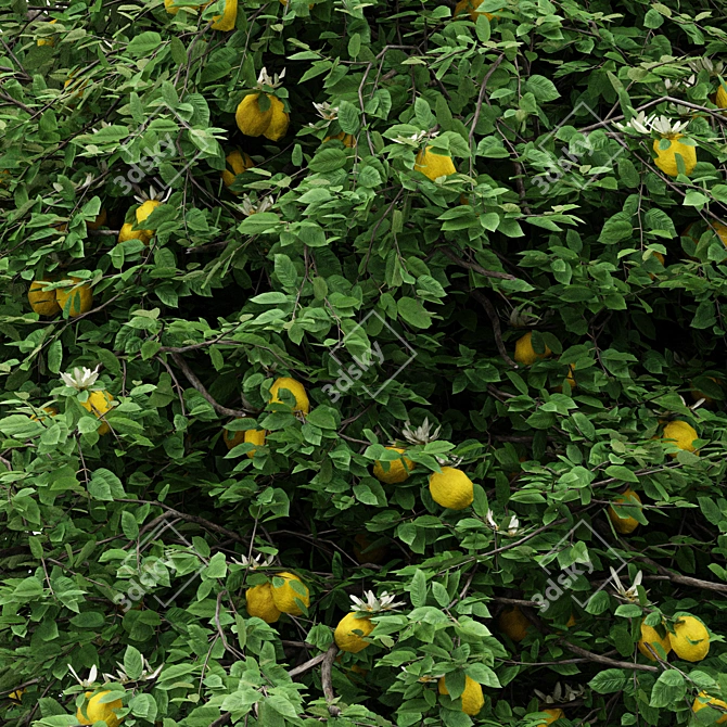 5 Different Lemon Tree Models 3D model image 3