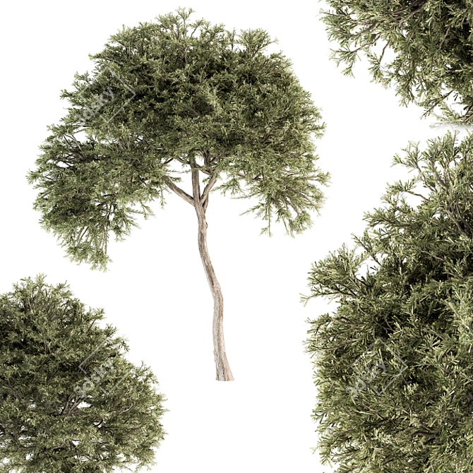 Evergreen Needle Broadleaf Set 3D model image 1