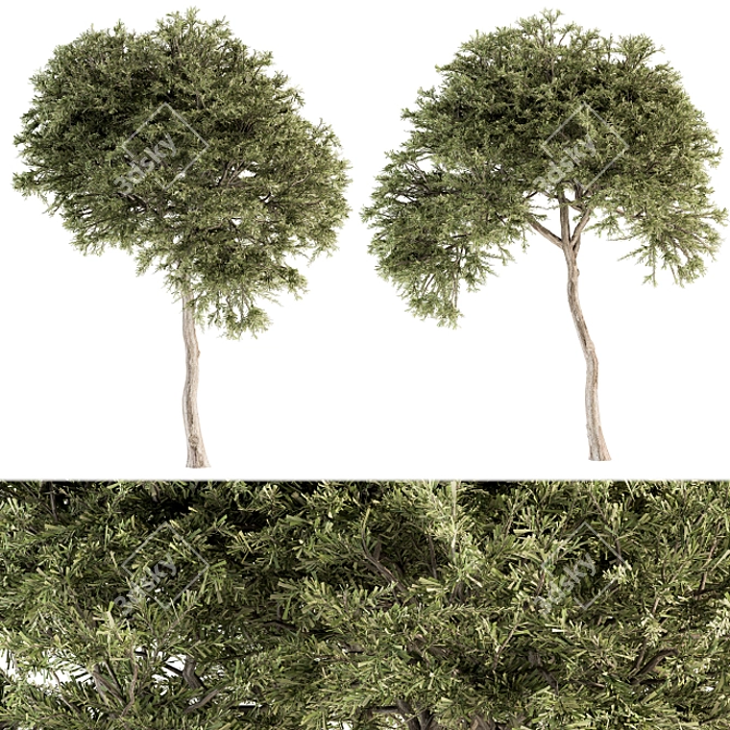 Evergreen Needle Broadleaf Set 3D model image 2