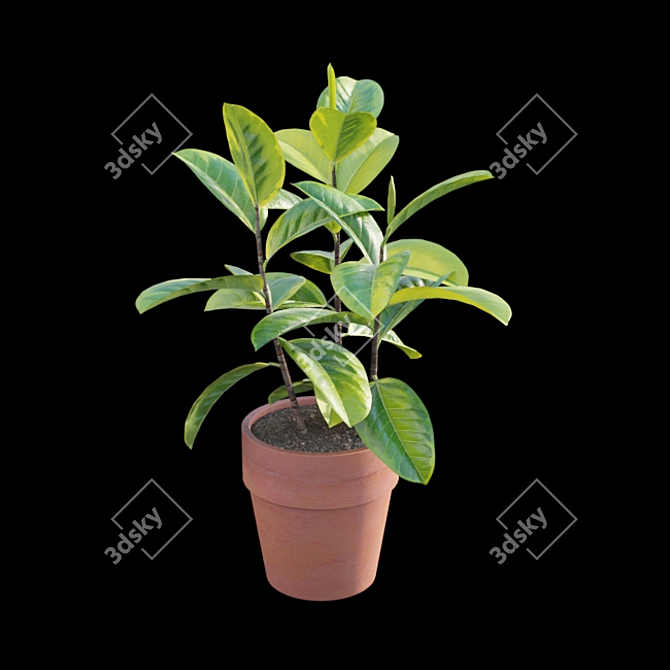 Ficus benghalensis 3D Model Set 3D model image 2