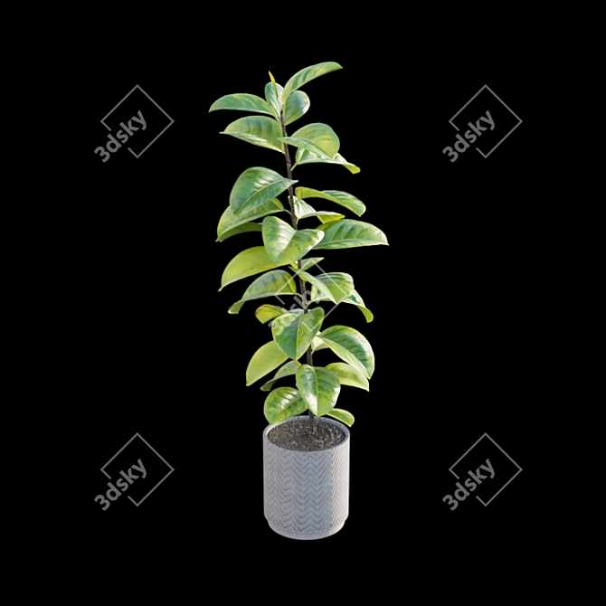 Ficus benghalensis 3D Model Set 3D model image 4