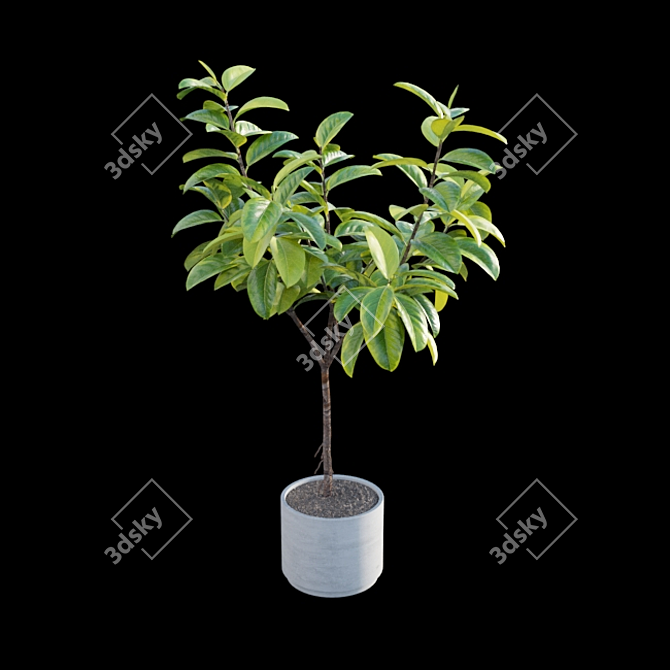 Ficus benghalensis 3D Model Set 3D model image 6
