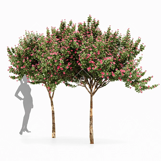 Fragrant Orchid Trees - 3.3m Height | 928k Polys 3D model image 1