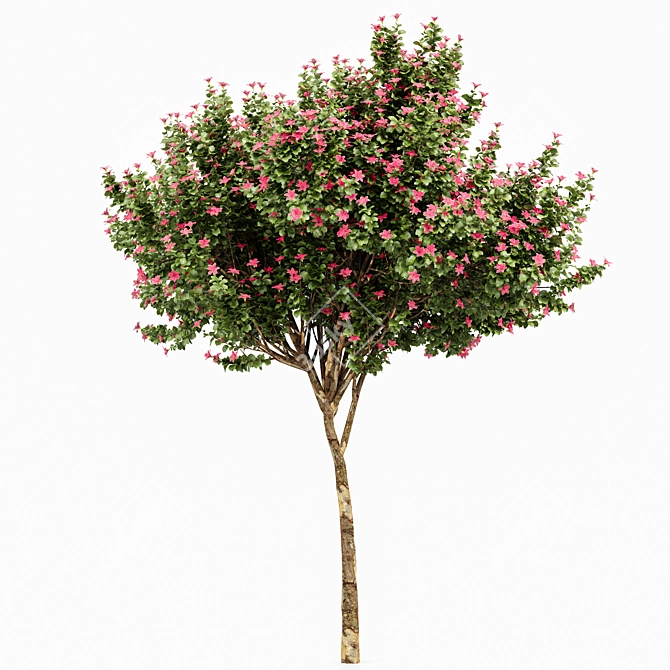 Fragrant Orchid Trees - 3.3m Height | 928k Polys 3D model image 4