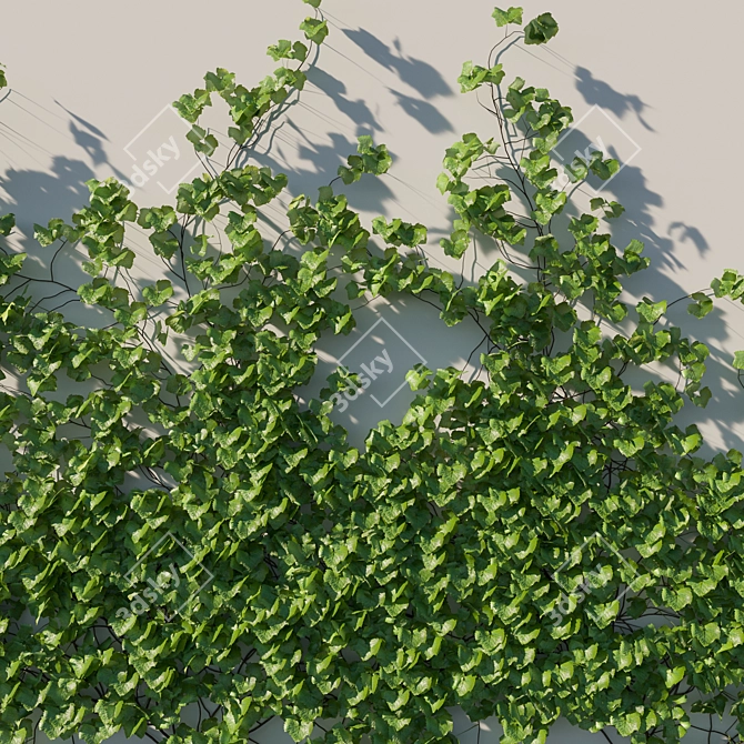 Lush Vitis Coignetiae Vines 3D model image 2