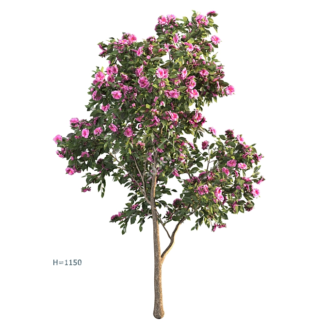 Camellia 2013 MM Model 3D model image 1