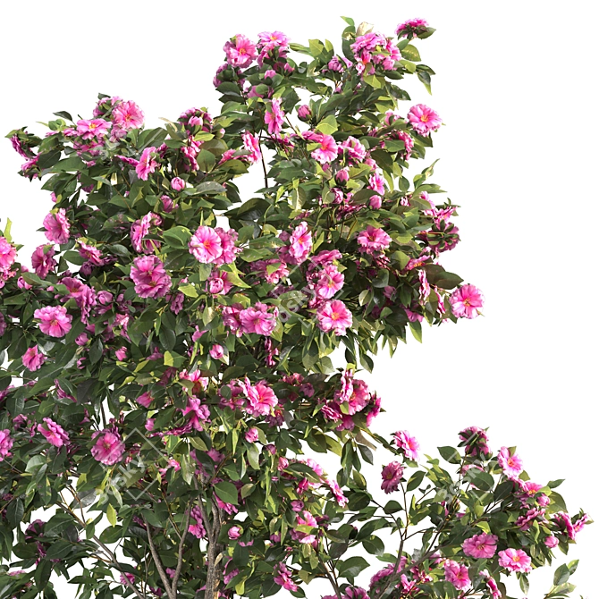 Camellia 2013 MM Model 3D model image 2