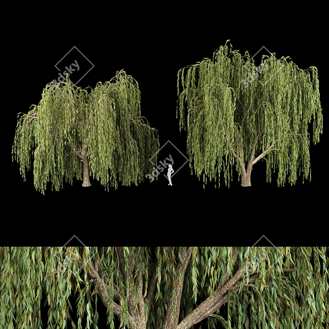Willow Trees Collection: Vol12 3D model image 1