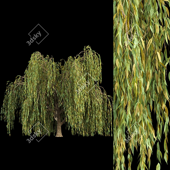 Willow Trees Collection: Vol12 3D model image 2