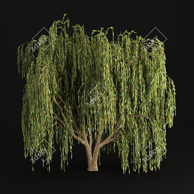 Willow Trees Collection: Vol12 3D model image 3