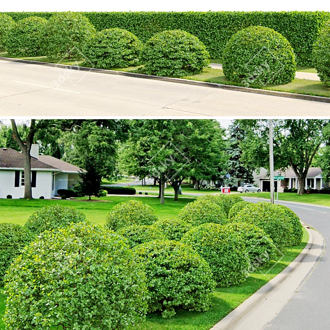 Versatile Buxus Bush: 4-Pack, Height: 0.9m 3D model image 2