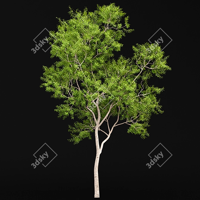 Ghost Gum 2 Trees - Stunningly Realistic 3D Models 3D model image 3