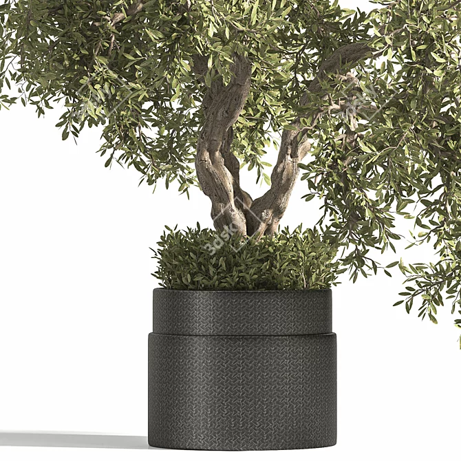 Breathe Life with Interior Bonsai 3D model image 3