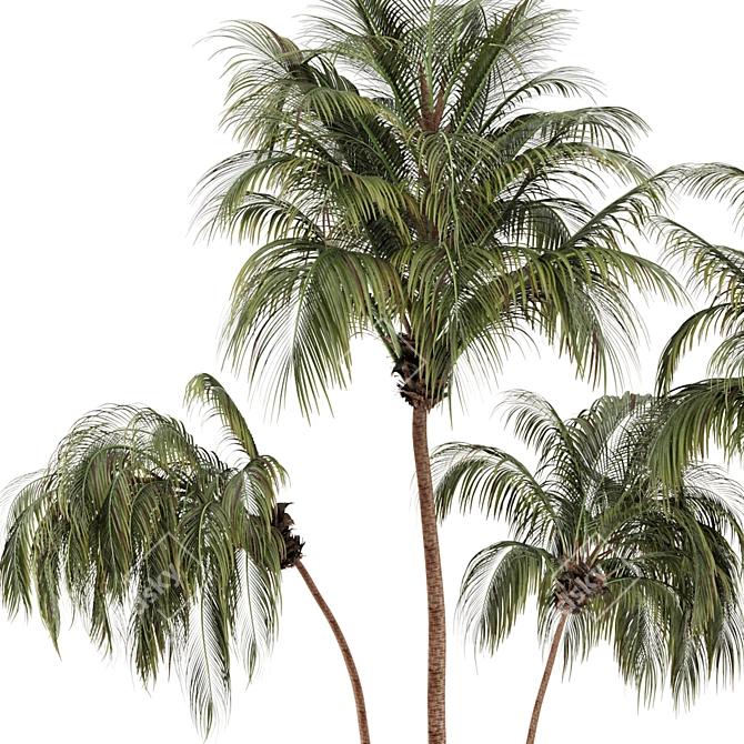 Lush Green Palm Tree Set 185 3D model image 5