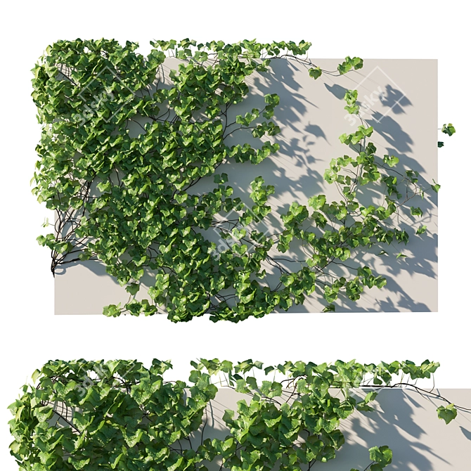 Vitis Coignetiae 02: Lifelike Grape Vine 3D Model 3D model image 1