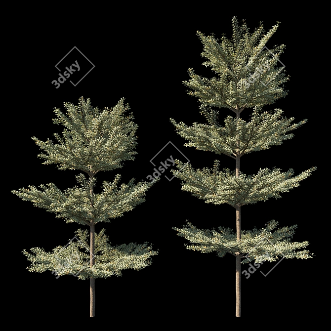 Variegated Terminalia Mantaly: Exquisite Madagascar Almond 3D model image 1