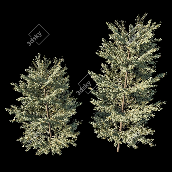 Variegated Terminalia Mantaly: Exquisite Madagascar Almond 3D model image 2