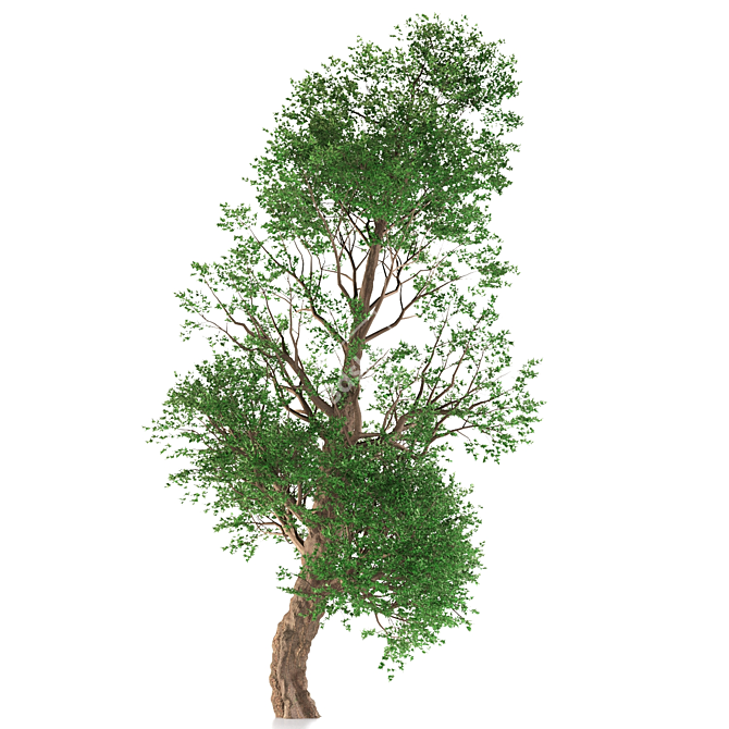 Trident Maple: Exquisite Eastern Beauty 3D model image 2