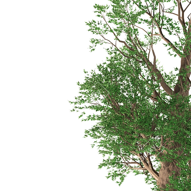 Trident Maple: Exquisite Eastern Beauty 3D model image 4