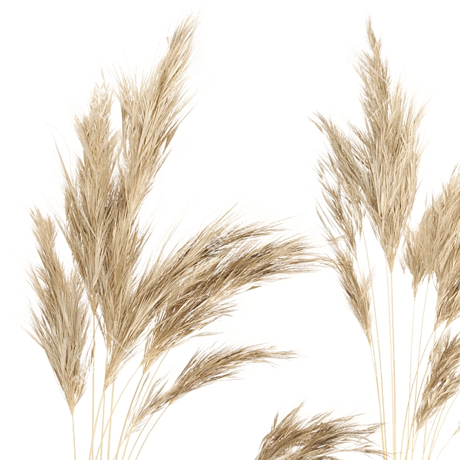 Natural Beauty: Dried Pampas Plant in Handmade Vase 3D model image 3