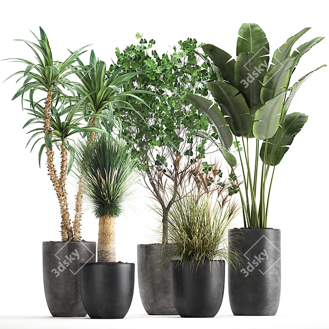 Tropical Plant Collection: Yucca, Palm, Ravenala & More 3D model image 6