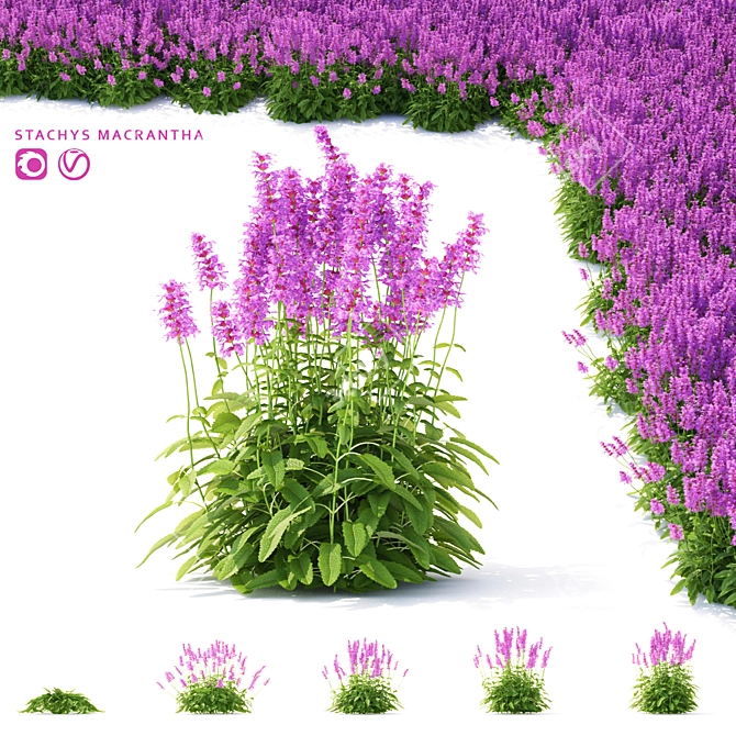 Large-Flowered Chisel Stachys Macrantha 3D model image 1