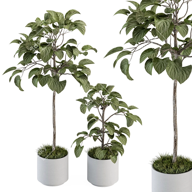 Ficus Plant Set: Indoor Greenery 3D model image 1